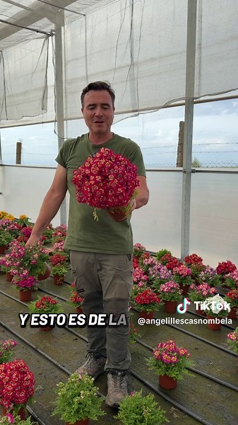 Flor de las mariposas: planta llena de flores espectacular