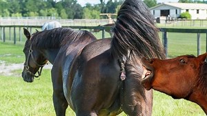 Animal Planet Amazing on Reels