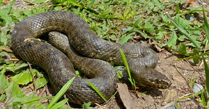Toutes les espèces de serpents sont désormais protégées en France métropolitaine