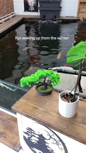 My koi pond #koifish #pond #koicarp #pondfish