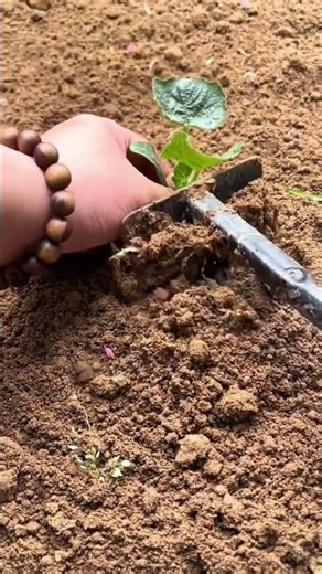 Planting a small green sprout into moist brown soil #shorts