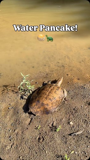 41K views · 5.2K reactions | Releasing a Spiny Softshell (Apalone...