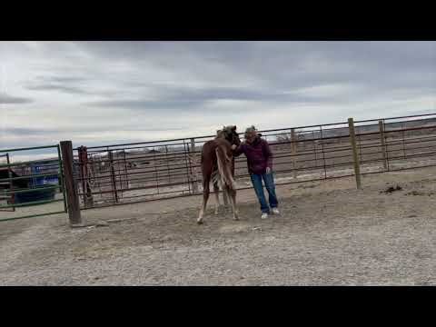Candy 1/4 Draft Filly ONLINE JANUARY BLS HORSE SALE