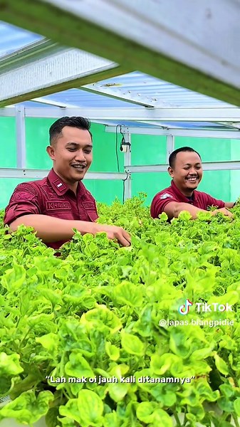 Panen Bayam Brazil di Lapas Blangpidie untuk Ketahanan Pangan