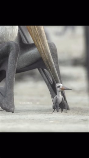 Extinct Era on Instagram: "Alcione was a small azhdarchid pterosaur that lived around 66 million years ago in what is now Morocco. Fossil evidence suggests it nested on offshore cliffs where mothers laid their eggs in sandy soil and then left. After about two months the hatchlings emerged fully developed and instinctively began climbing to the top of the cliff. This gave them enough height and space to launch into their first flight. From there they would glide toward the mainland which was part