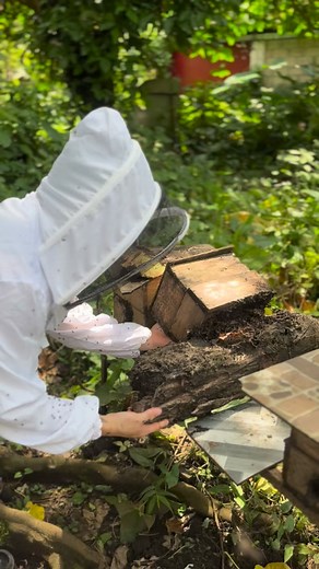 STINGLESS BEES FERAL COLONY #themillennialbeekeeper #beekeepeer #beekeeping #fyp #foryou #reels #reelsinstagram #shorts | The Millenial Beekeeper