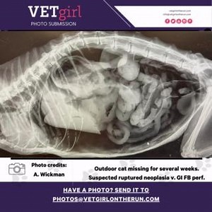 Outdoor cat presented obtunded, severely dehydrated, hypothermic, and emaciated after being missing several weeks. The abdomen was distended and tympanic on presentation. No external wounds were found. The caretaker elected for euthanasia due to his critical condition. This film was taken post-mortem. We suspect ruptured neoplasia vs. perforated GI foreign body. #vetgirlphoto #vetgirl | VETgirl