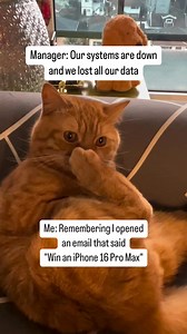 66K views · 516 reactions | Oopsie  | Apollo Kitty Cat | Facebook