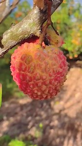 78K views · 834 reactions | #yummy #lychee #reelsviralシ | Himalayan Farming | Facebook
