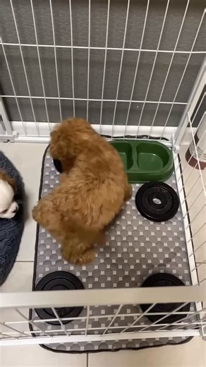 Cavapoo and Cockapoo Puppies for adoption | Our boys are energetically diving into the workweek💗 and wish everyone a productive Monday💗💗💗 And the Cavalier puppies in the video are... | Instagram