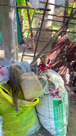 1.5K views · 17 reactions | #Poormonkey #cutemonkey #littlemonkey | Monkey PoPo | Facebook