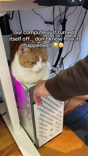 Cat Laptop Troubles: Computer Turning Off by Itself