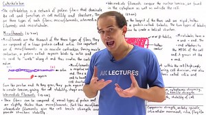 09 Microfilaments, Intermediate Filaments and Microtubules