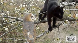 61K views · 1.1K shares | Owl & Kitty: Best friends furrrrr life! | HLN | Facebook