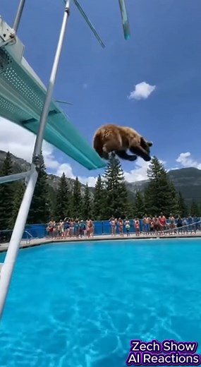 bear swan dives into pool #AI | Zech Show