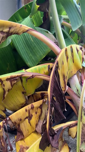 thetonysofar (@thetonysofar)’s videos with original sound - thetonysofar