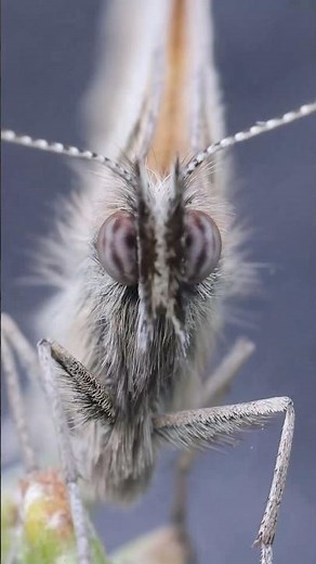 Small Heath Butterfly: