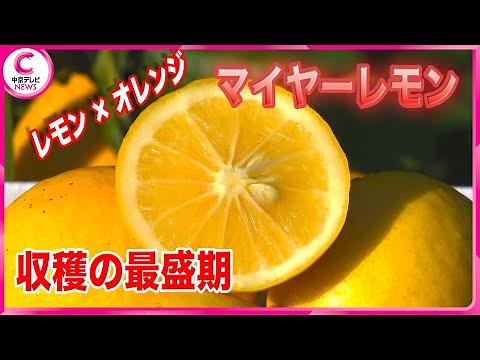 【マイヤーレモン】収穫の最盛期迎える レモンの酸味とオレンジの甘みをあわせ持つ 三重・御浜町
