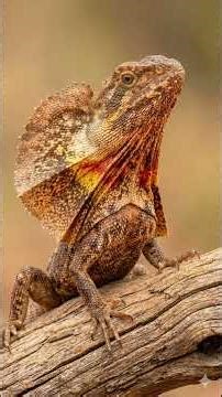 Frilled Lizard: The King of Bluffing! 😲