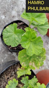 "Say Goodbye to Yellowing and Rust on Geranium Leaves 🌱✨" "Struggling with yellowing or rust spots on your geranium leaves? 🌿 Don't worry! In this reel, I share simple yet effective solutions to keep your geraniums healthy and thriving. Follow these tips to restore your plants' beauty and enjoy vibrant blooms in your garden. 🌸💚 Save this reel for future reference and share it with your gardening friends! Let’s keep our plants happy and healthy together. 🪴 #HamroPhulbari #GeraniumCare #Plant