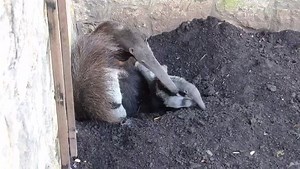 4.3K views · 206 reactions | Join us for Festival De Animales! April 28 & 29, we’re celebrating the animals, culture, and food of Latin America. Such as this giant anteater and pup native to Central and South America. FREE event for zoo members | San Antonio Zoo | Facebook