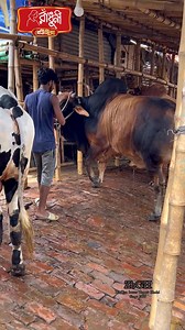 Hefty bull showtime | Gabtoli haat 2025 | ZinZira bazar Gorur HaAt