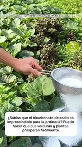 5.2M views · 71K reactions | ✨ Si te apasiona la jardinería y...