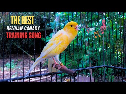 Belgian Canary Tempts All The Canaries to Sing‼️ The Most Magical Training🐦