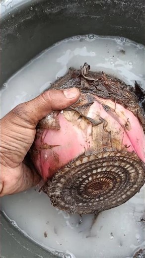 வாழைக்கன்று விதை நேர்த்தி இயற்கை பூஞ்சான் கொல்லி - Trichoderma viride #fungicides #banana