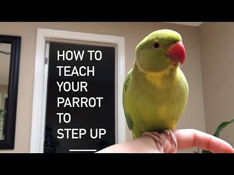 How to teach your Parrot to Step Up (step by step, on how to)