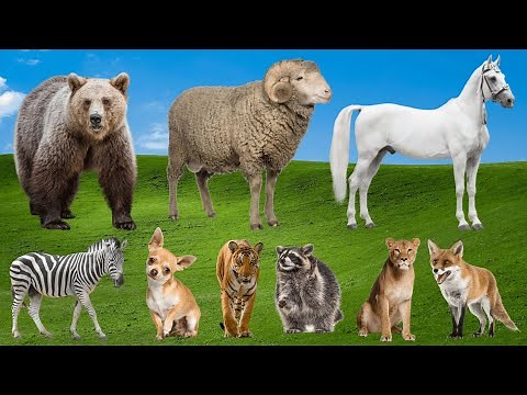 Wild Animal Sounds: Bear, Sheep, Horse, Zebra, Dog, Tiger, Raccoon, Lion – Amazing Jungle Sounds