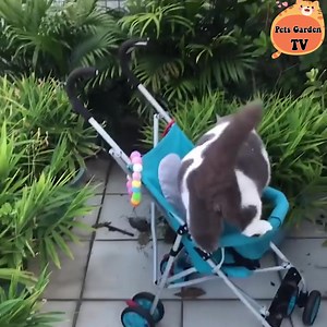 I'm not fat, I'm just chubby 😝 | Cats Cute