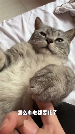 The Heartwarming Cat Who Holds Your Little Hand