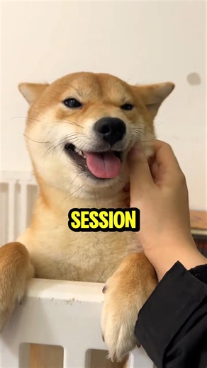 Dog Realizes Knife Is Fake and Turns Fear Into Play 🐶😂