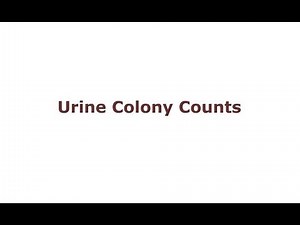 Urine Colony Counts
