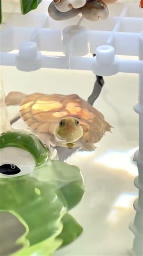 The Three Turtle Brothers #turtle #tortoise #youtubeshorts #shorts