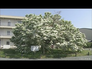 「なんじゃもんじゃの木」に「ありがとう」…９０年以上小学校で児童ら見守る