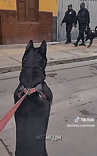 || −, The rottweiler 🔥 || cr: @𝐊 𝐈 𝐍 𝐆 || #rottweiler#dog#fyp#viral#edit#willowanimaledits#policedog