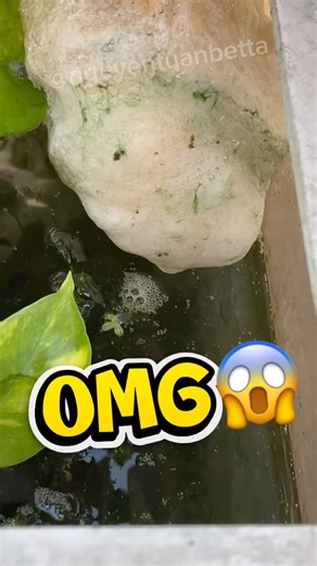 Giant betta bubble nest #bettafishtank