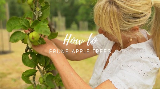 10K views · 179 reactions | How To Prune Apple Trees  From the...