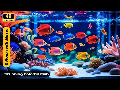 Breathtaking Aquarium View | Bright & Colorful Fish Swimming in 4K