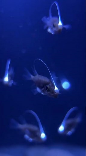 I’m Raising Baby Deep Sea Angler Fish at Home