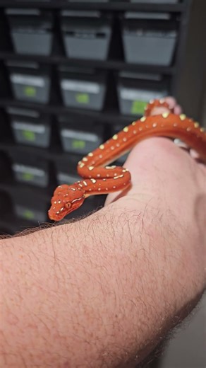 Sinister | My Maniak Green Tree Python #trap2522