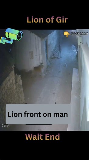 lion front on man | #girlions #lion #gir #wildlife wi#asiaticlion #animals #shortsfeed #shorts #yt