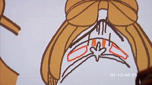 6.8K views · 99 reactions | Saddlefit 4 Life ® on Reels | Facebook