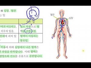 [초등과학 6-2 무료강의] 4. 우리 몸의 구조와 기능 ④ 혈액은 우리 몸에서 어떻게 이동할까요?