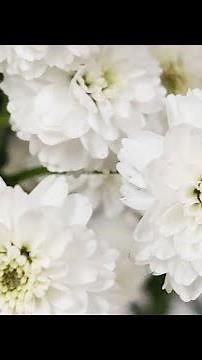 Mayesh Minute: Achillea Ptarmica