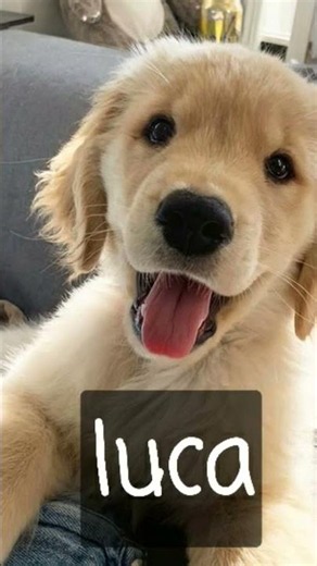 tipi di cani in base ai vostri nomi