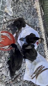 Our Double-crested Cormorant chicks at our San Francisco Bay-Delta wildlife center are on a seafood diet. They see food, and they eat it!🐟😂 📹 Jesse Menne | International Bird Rescue