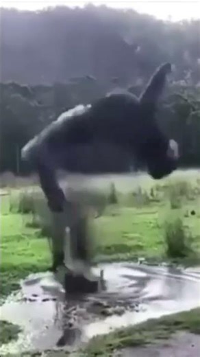 fall #falling #memehub #meme #memes #funnymemes #memefunny #foryou #fypシ゚viral #fyp #fypシ #fy